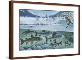 Freshwater Fishes: Mountain River in Winter-null-Framed Giclee Print