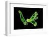 Freshwater green hydra moving over a petri dish-Heather Angel-Framed Photographic Print