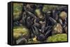 Freshwater Pearl Mussels on River Bed, Ennerdale Valley, Lake District Np, Cumbria, England, UK-Linda Pitkin-Framed Stretched Canvas