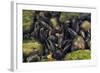 Freshwater Pearl Mussels on River Bed, Ennerdale Valley, Lake District Np, Cumbria, England, UK-Linda Pitkin-Framed Photographic Print
