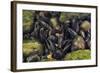 Freshwater Pearl Mussels on River Bed, Ennerdale Valley, Lake District Np, Cumbria, England, UK-Linda Pitkin-Framed Photographic Print