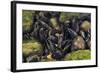 Freshwater Pearl Mussels on River Bed, Ennerdale Valley, Lake District Np, Cumbria, England, UK-Linda Pitkin-Framed Photographic Print