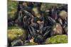 Freshwater Pearl Mussels on River Bed, Ennerdale Valley, Lake District Np, Cumbria, England, UK-Linda Pitkin-Mounted Photographic Print
