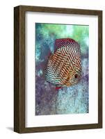 Freshwater tropical discus, blue turquoise discus.-Darrell Gulin-Framed Photographic Print
