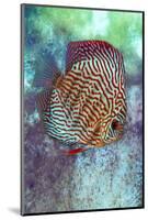 Freshwater tropical discus, blue turquoise discus.-Darrell Gulin-Mounted Photographic Print