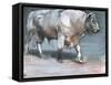 Fresno, Galloway Bull-Mark Adlington-Framed Stretched Canvas