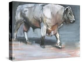 Fresno, Galloway Bull-Mark Adlington-Stretched Canvas