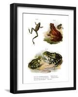 Freycinet's Treefrog-null-Framed Giclee Print