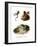 Freycinet's Treefrog-null-Framed Giclee Print