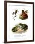 Freycinet's Treefrog-null-Framed Giclee Print