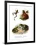 Freycinet's Treefrog-null-Framed Giclee Print