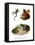 Freycinet's Treefrog-null-Framed Stretched Canvas