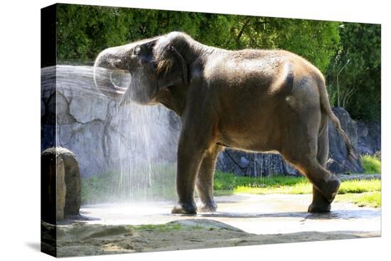 Stretched Canvas Print, , large