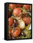 Fried Cherry Tomatoes with Garlic and Olives-null-Framed Stretched Canvas