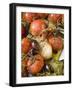 Fried Cherry Tomatoes with Garlic and Olives-null-Framed Photographic Print