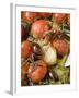 Fried Cherry Tomatoes with Garlic and Olives-null-Framed Photographic Print