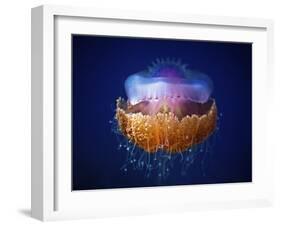 Fried Egg Jellyfish-null-Framed Giclee Print