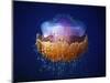 Fried Egg Jellyfish-null-Mounted Giclee Print