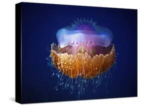 Fried Egg Jellyfish-null-Stretched Canvas
