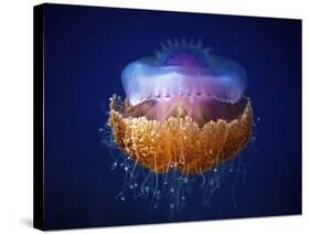 Fried Egg Jellyfish-null-Stretched Canvas