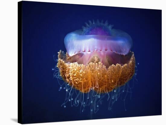 Fried Egg Jellyfish-null-Stretched Canvas