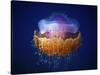 Fried Egg Jellyfish-null-Stretched Canvas