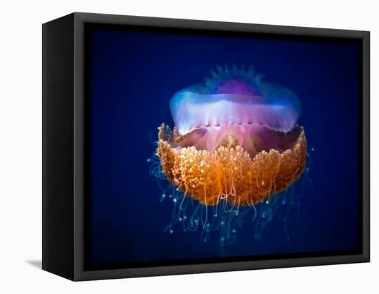 Fried Egg Jellyfish-Luckyguy-Framed Stretched Canvas