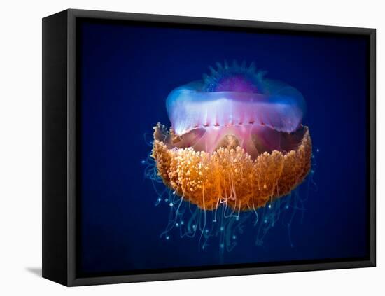 Fried Egg Jellyfish-Luckyguy-Framed Stretched Canvas
