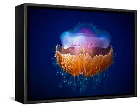 Fried Egg Jellyfish-Luckyguy-Framed Stretched Canvas