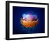 Fried Egg Jellyfish-Luckyguy-Framed Photographic Print