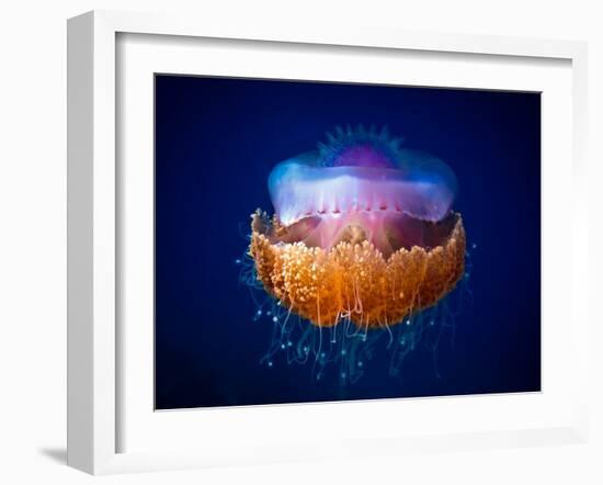 Fried Egg Jellyfish-Luckyguy-Framed Photographic Print