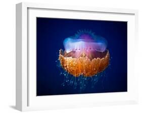 Fried Egg Jellyfish-Luckyguy-Framed Photographic Print