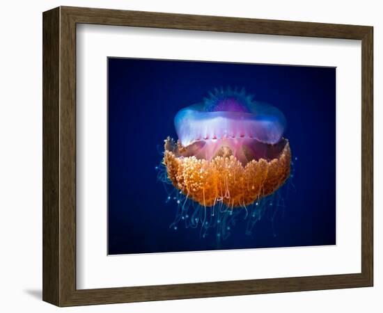 Fried Egg Jellyfish-Luckyguy-Framed Photographic Print