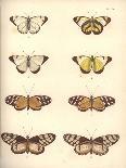 Lepidoptera-Friedrich Alexander Humboldt-Giclee Print