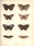 Lepidoptera-Friedrich Alexander Humboldt-Giclee Print