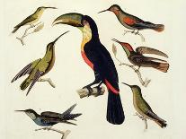 Native Birds, Including the Toucan (Centre), Amazon, Brazil, from "Le Costume Ancien Et Moderne"-Friedrich Alexander Humboldt-Giclee Print