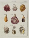 Sea Shells: Chamae-Friedrich Heinrich Wilhelm Martini-Framed Giclee Print