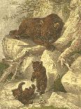 Small Brown Bear-Friedrich Specht-Art Print