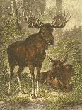 Small Red Deer-Friedrich Specht-Framed Stretched Canvas