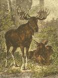 Small Red Deer-Friedrich Specht-Framed Stretched Canvas