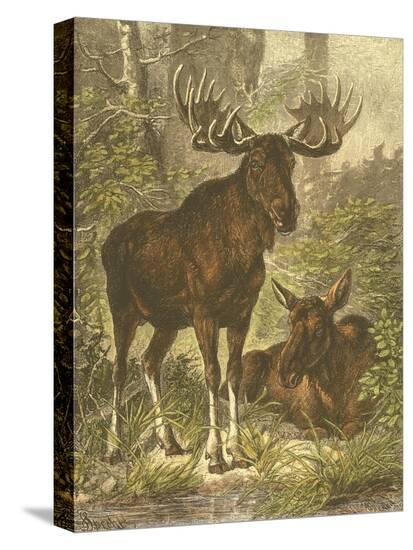 Stretched Canvas Print, , large