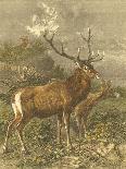 Small Red Deer-Friedrich Specht-Framed Stretched Canvas