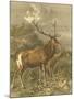 Wood Mount