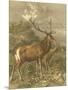 Wood Mount