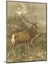 Wood Mount