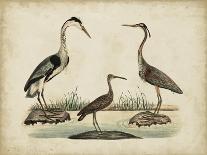 Common Heron and Crested Purple Heron-Friedrich Strack-Framed Stretched Canvas