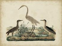 Great White Heron and Night Heron-Friedrich Strack-Mounted Art Print