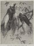 Birds of Paradise in the Zoological Society's Gardens, Regent's Park-Friedrich Wilhelm Keyl-Giclee Print