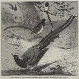 Birds of Paradise in the Zoological Society's Gardens, Regent's Park-Friedrich Wilhelm Keyl-Framed Giclee Print