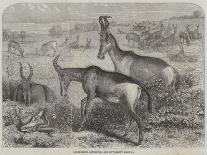 The International Cattle Show at Poissy-Friedrich Wilhelm Keyl-Giclee Print